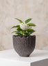 6in Dia x 5in H Boheme Ridged Black Lava Cachepot