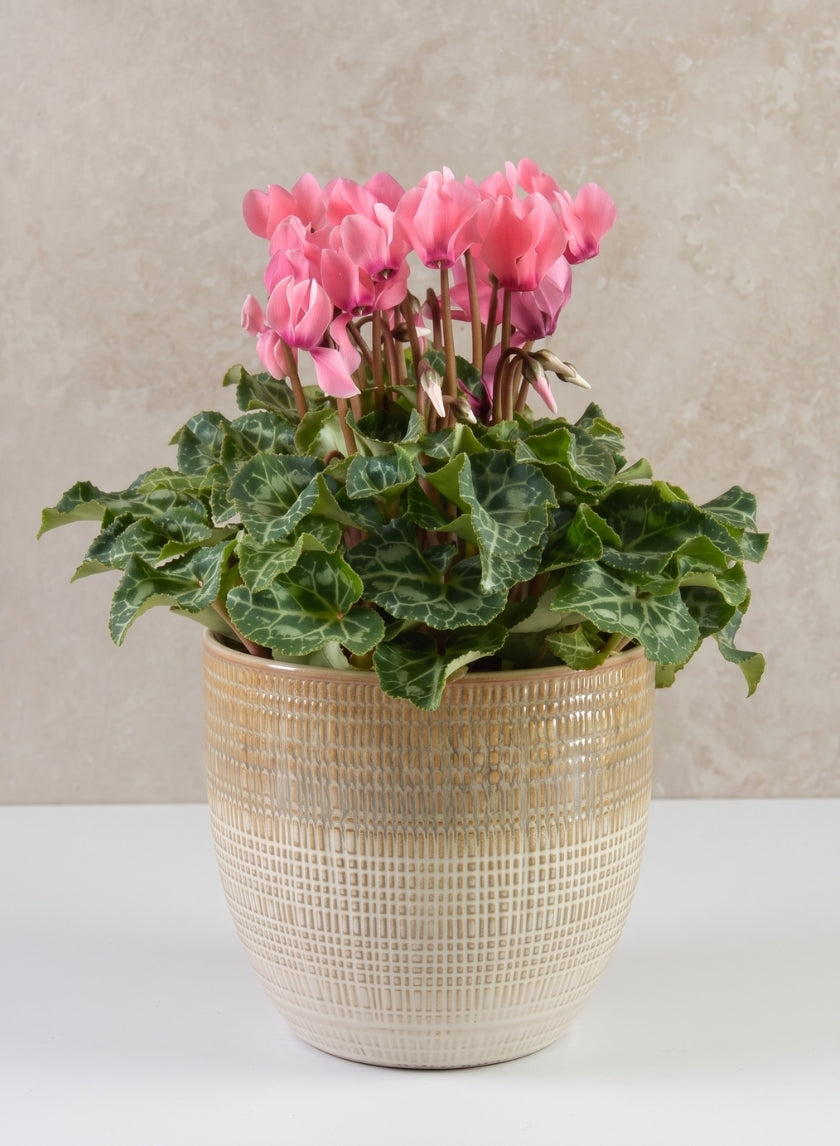 5in Tall Hinata Running Glazed Cachepot Decor Jamali Garden