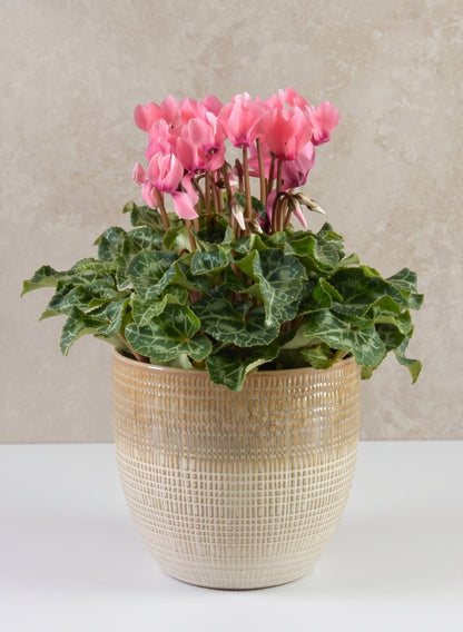 5in Tall Hinata Running Glazed Cachepot Decor Jamali Garden