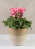 5in Tall Hinata Running Glazed Cachepot Decor Jamali Garden