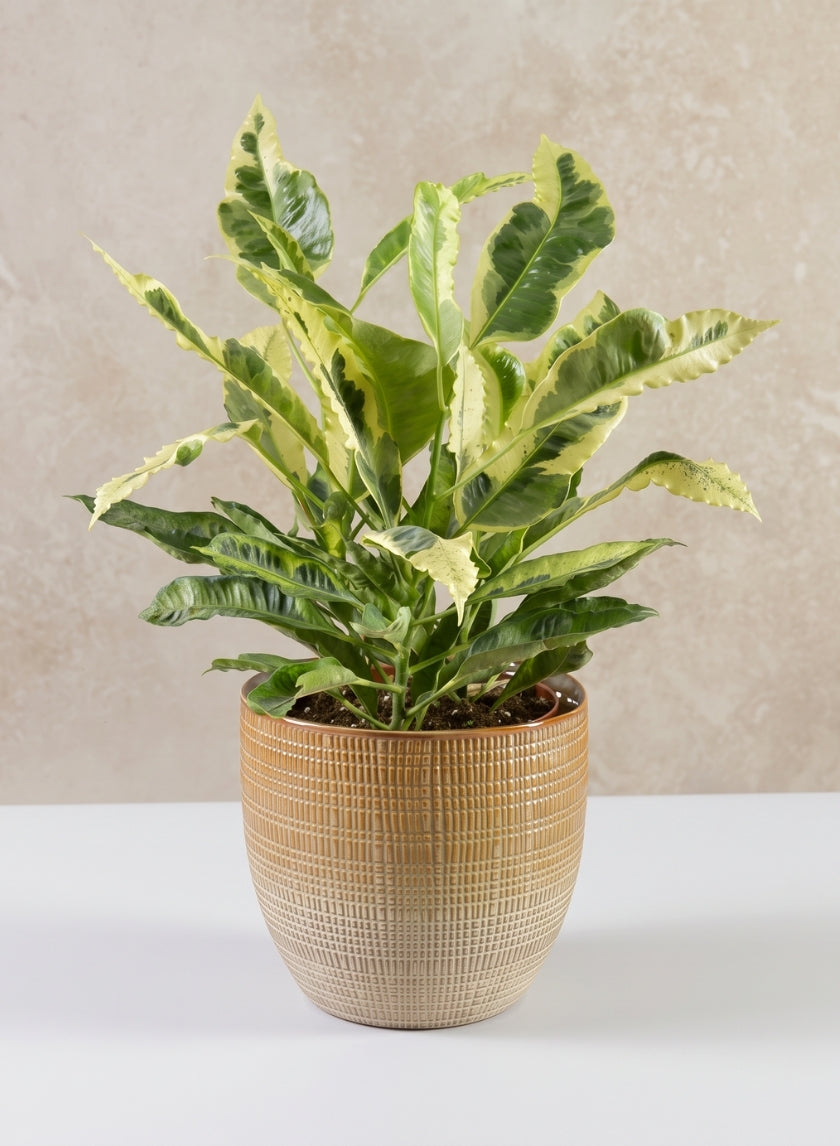 7in Tall Hinata Glazed Ceramic Cachepot Decor Jamali Garden