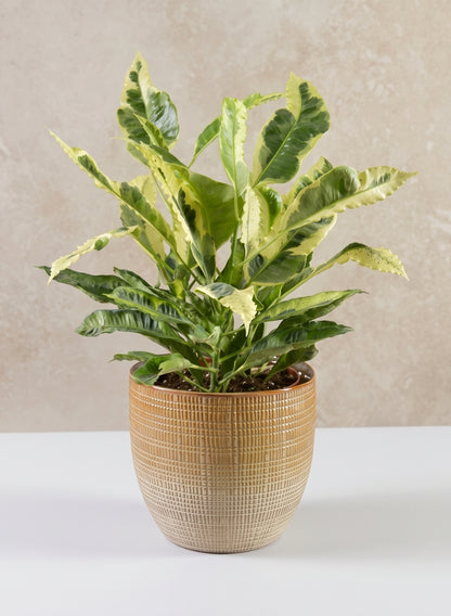 7in Tall Hinata Glazed Ceramic Cachepot Decor Jamali Garden