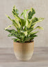 7in Tall Hinata Glazed Cachepot Decor Jamali Garden