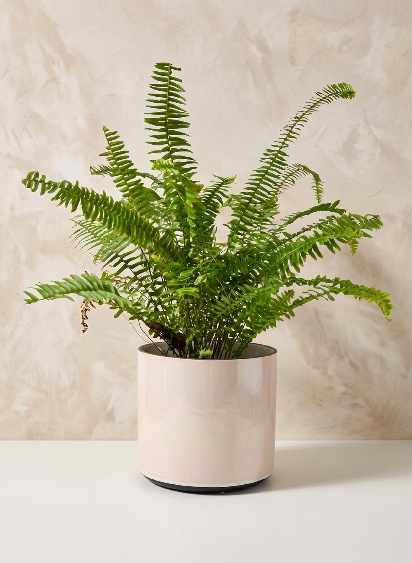 7.25in Tall Rose Beige Linen Ceramic Cylinder Vase Decor Jamali Garden