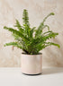 7.25in Tall Rose Beige Linen Ceramic Cylinder Vase Decor Jamali Garden