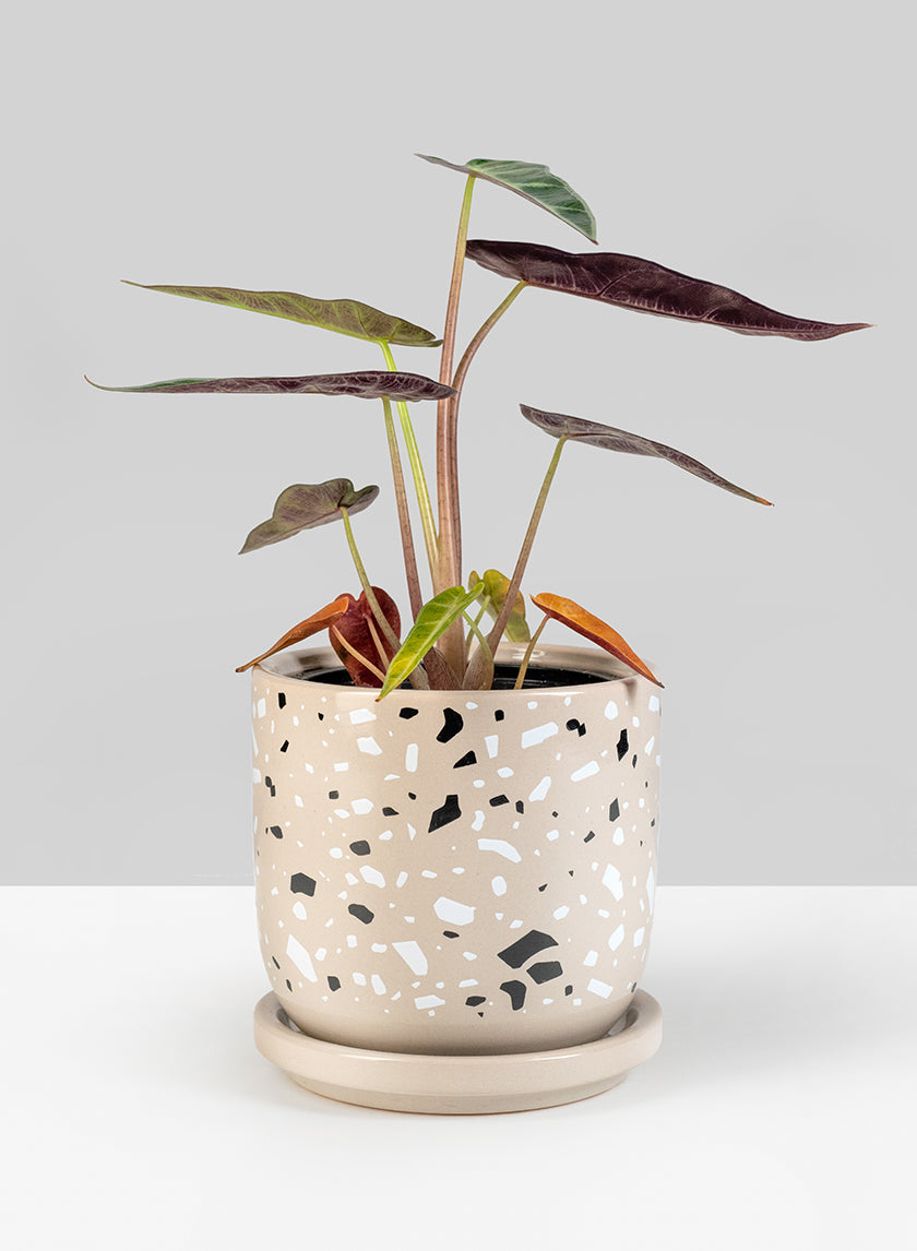 house plant pots with saucer 4.5in Tall Confetti Grey Ceramic Pot & Saucer – Jamali Garden