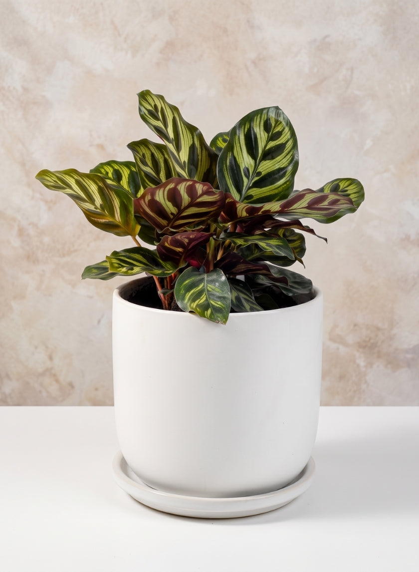 5.75in Tall Aeon Ceramic Pot &amp; Saucer Decor Jamali Garden