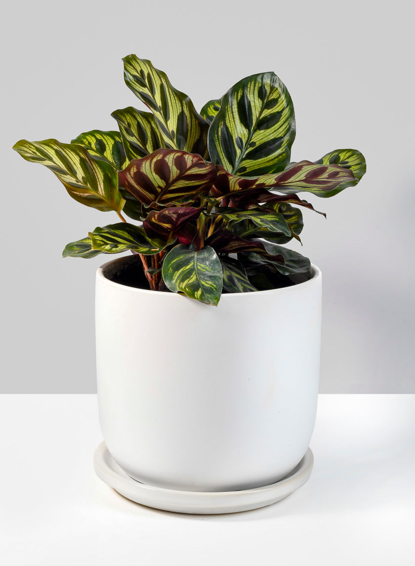 Marble Aeon Ceramic Pot &amp; Saucer Decor Jamali Garden