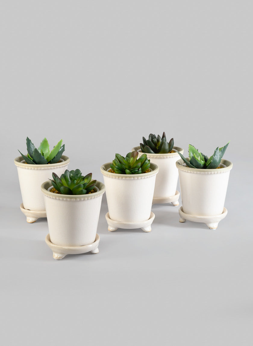 tiny plant pots succulents 3.5in Tall White Ceramic Pot & Saucer, Mini, Set of 6 – Jamali Garden