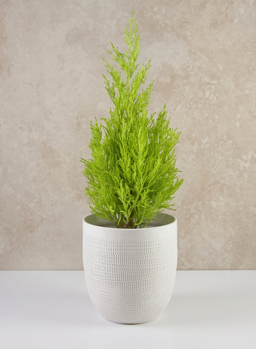 7in Tall Santorini Sand White Ceramic Cachepot Decor Jamali Garden