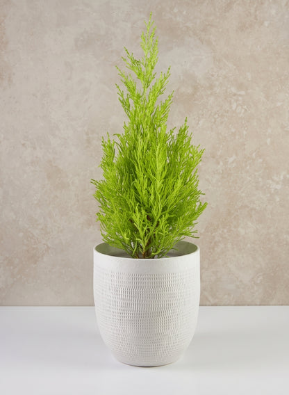 7in Tall Santorini Sand White Ceramic Cachepot Decor Jamali Garden