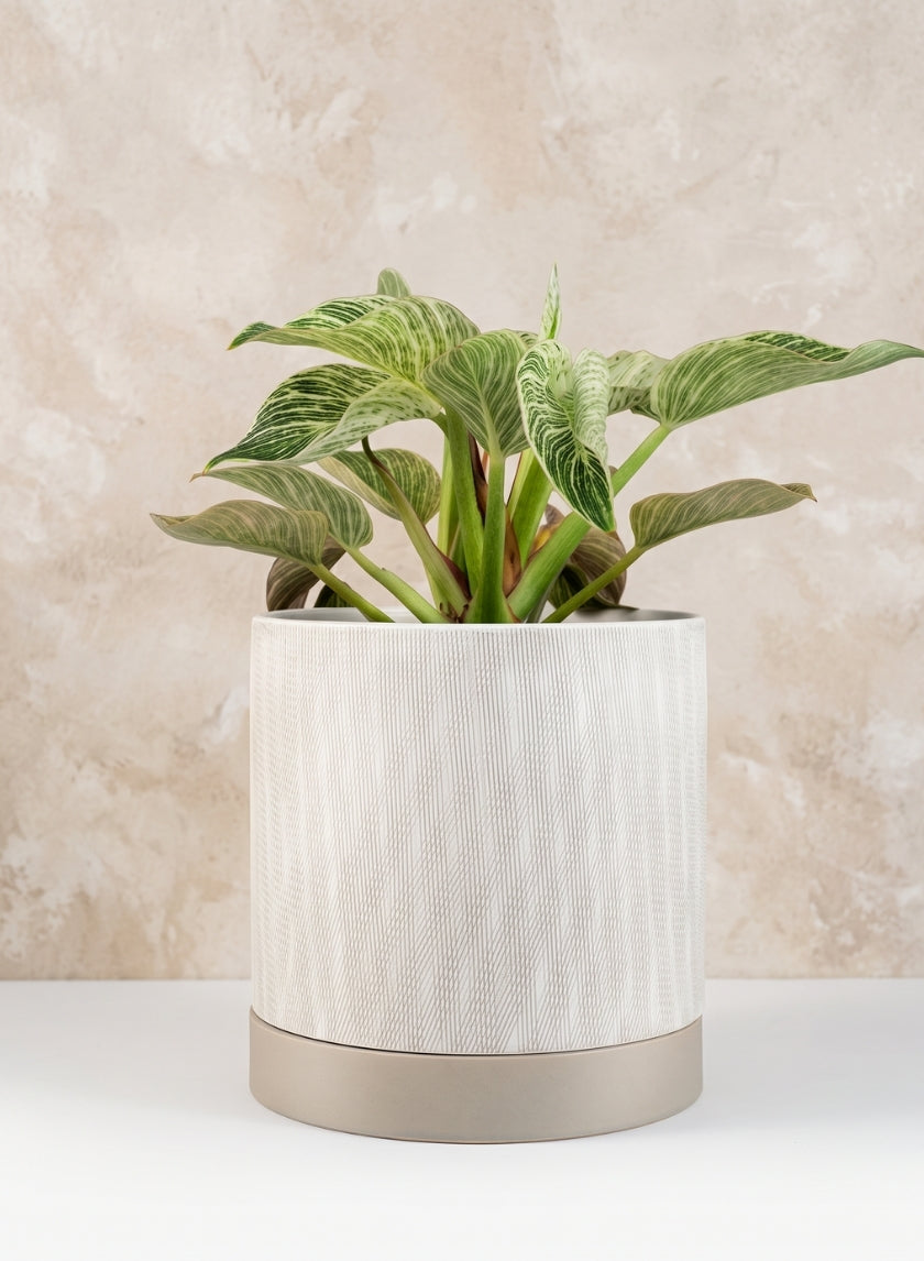 9.25in Tall Diamond Relief Ceramic Pot &amp; Saucer Decor Jamali Garden