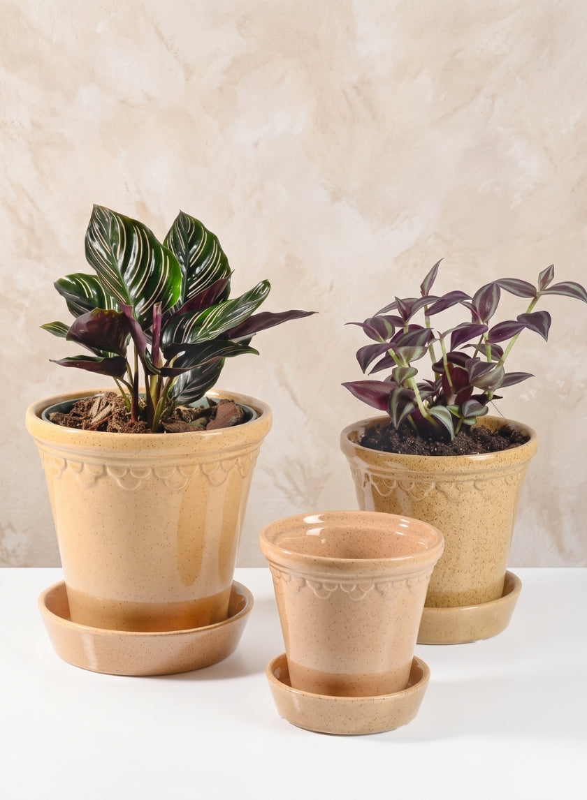 Honey Relief Ceramic Pot &amp; Saucer Decor Jamali Garden