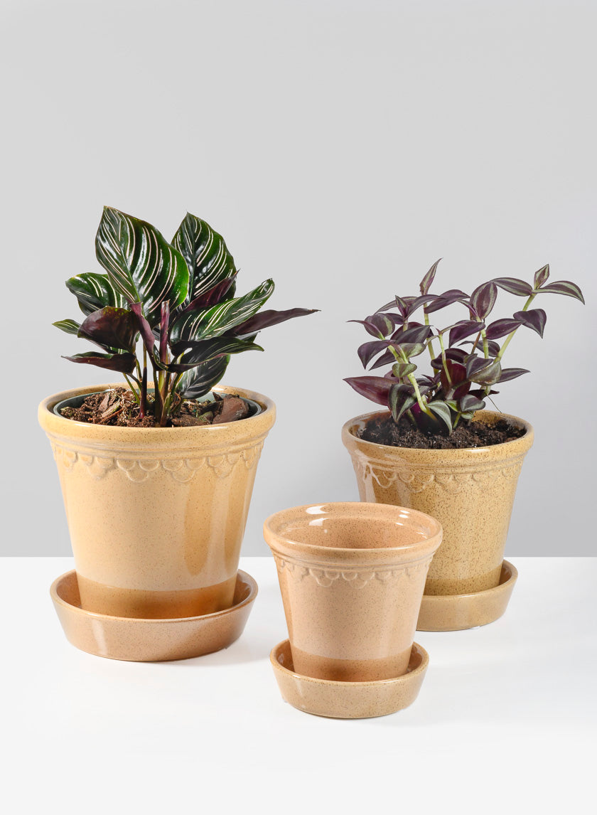 garden plant pot saucers Honey Relief Ceramic Pot & Saucer – Jamali Garden