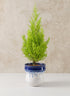 5.5in Tall Harami Running Blue Ceramic Pot Decor Jamali Garden