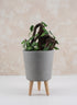 14.5in Tall Vaso Grey Ceramic Pot With Wood Legs Decor Jamali Garden