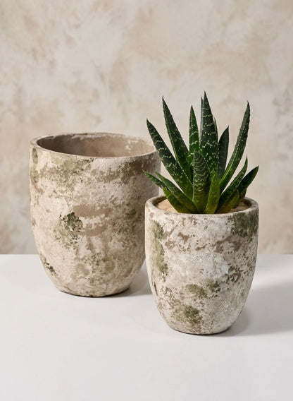 Sturgeon Moon Aged Cement Planter Decor Jamali Garden