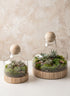 Copacabana Glass Terrarium Decor Jamali Garden