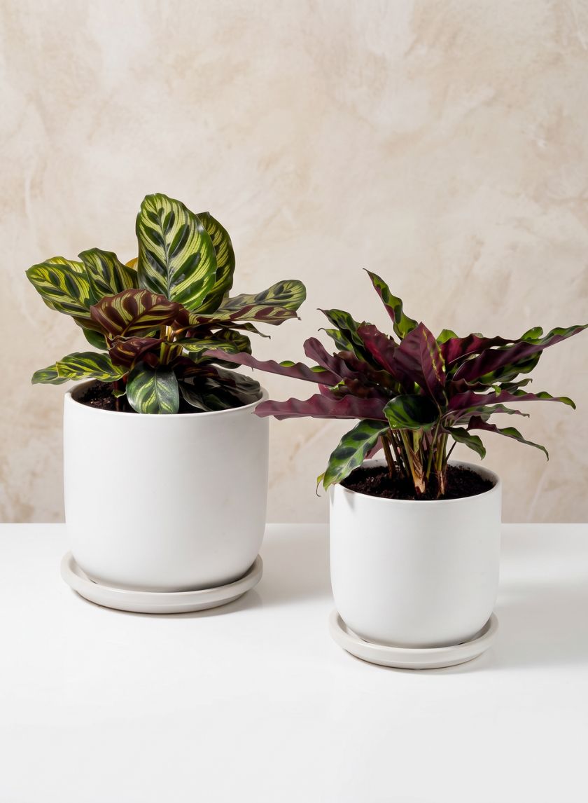 Marble Aeon Ceramic Pot &amp; Saucer Decor Jamali Garden