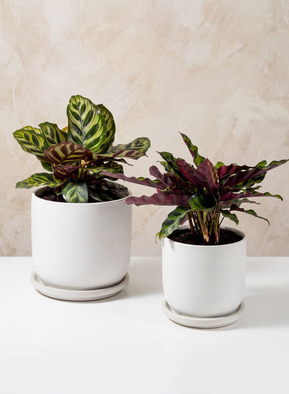 Marble Aeon Ceramic Pot &amp; Saucer Decor Jamali Garden