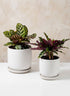 Marble Aeon Ceramic Pot & Saucer Decor Jamali Garden