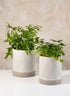 Diamond Relief Ceramic Pot & Saucer Decor Jamali Garden