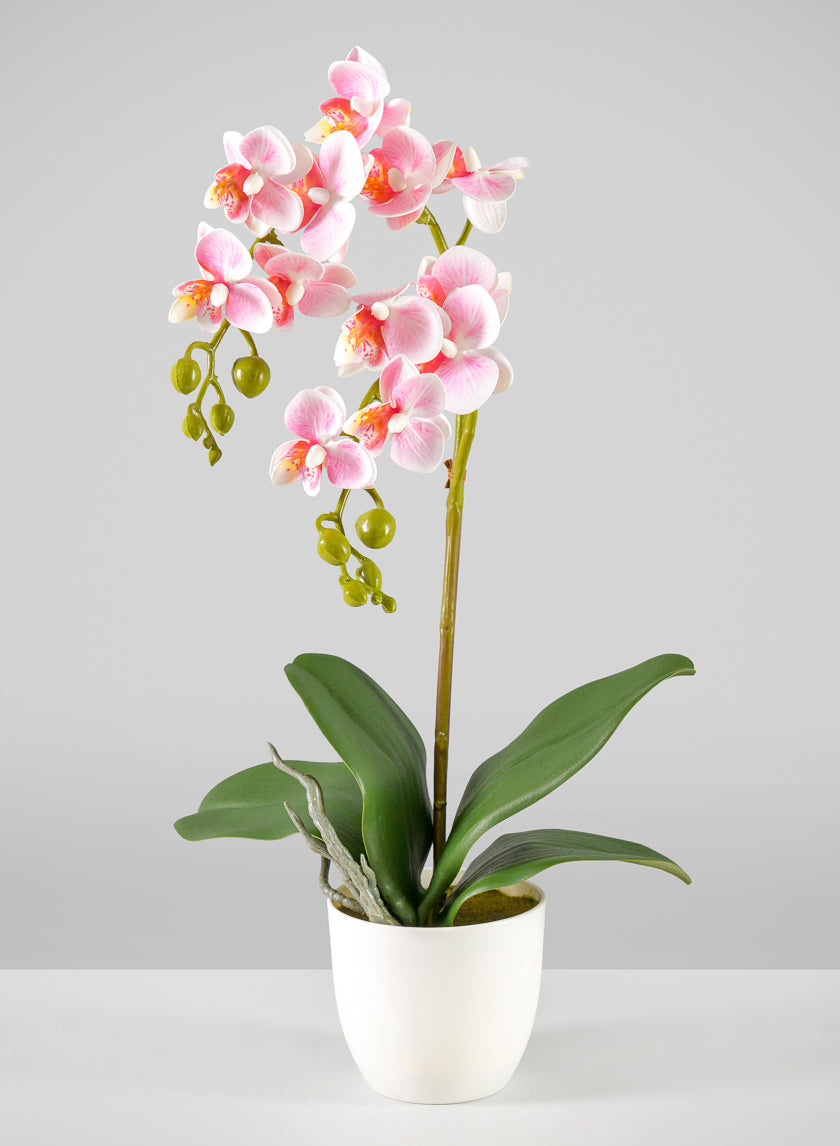 potted plant with small pink flowers 16in Tall Pink Phalaenopsis Orchid Potted Plant, Case of 12