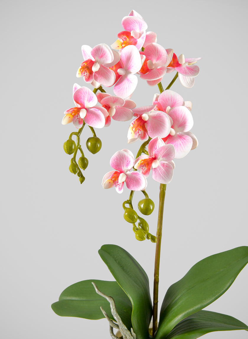 16in Tall Pink Phalaenopsis Orchid Potted Plant, Case of 12 Decor Jamali Garden