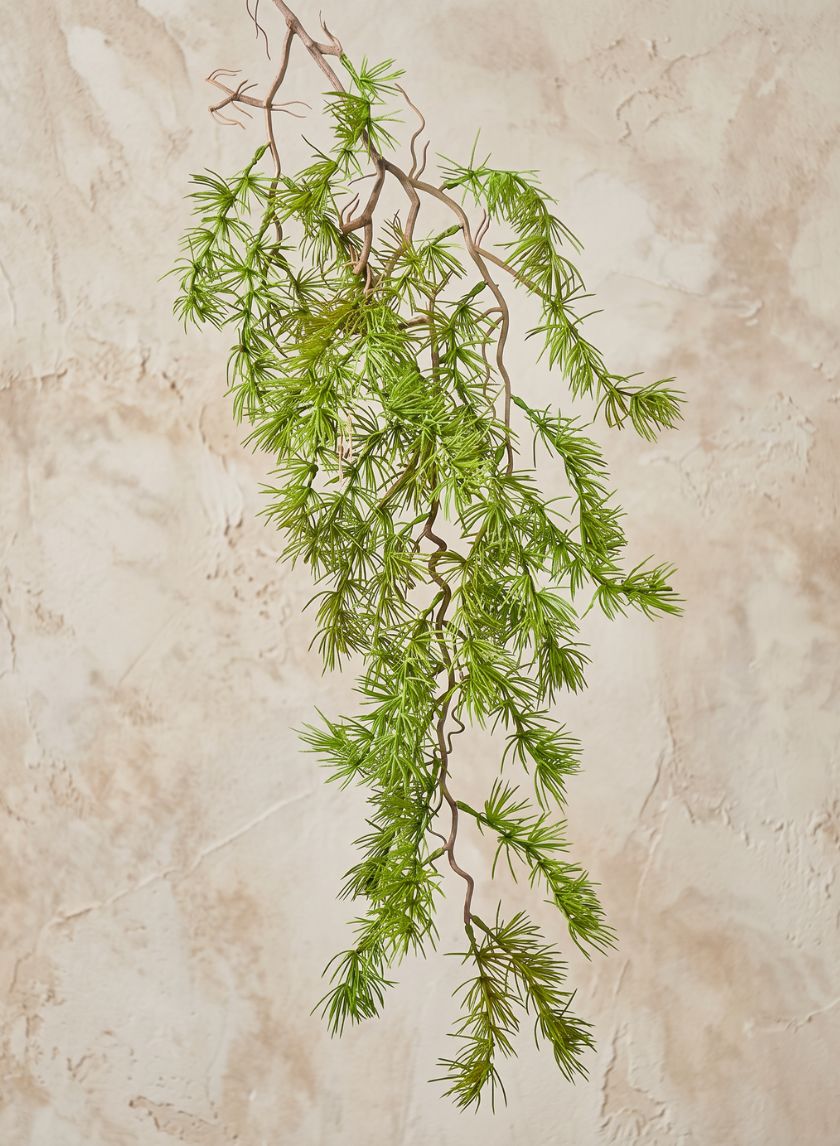 39in Long Larch Branch, Case of 12