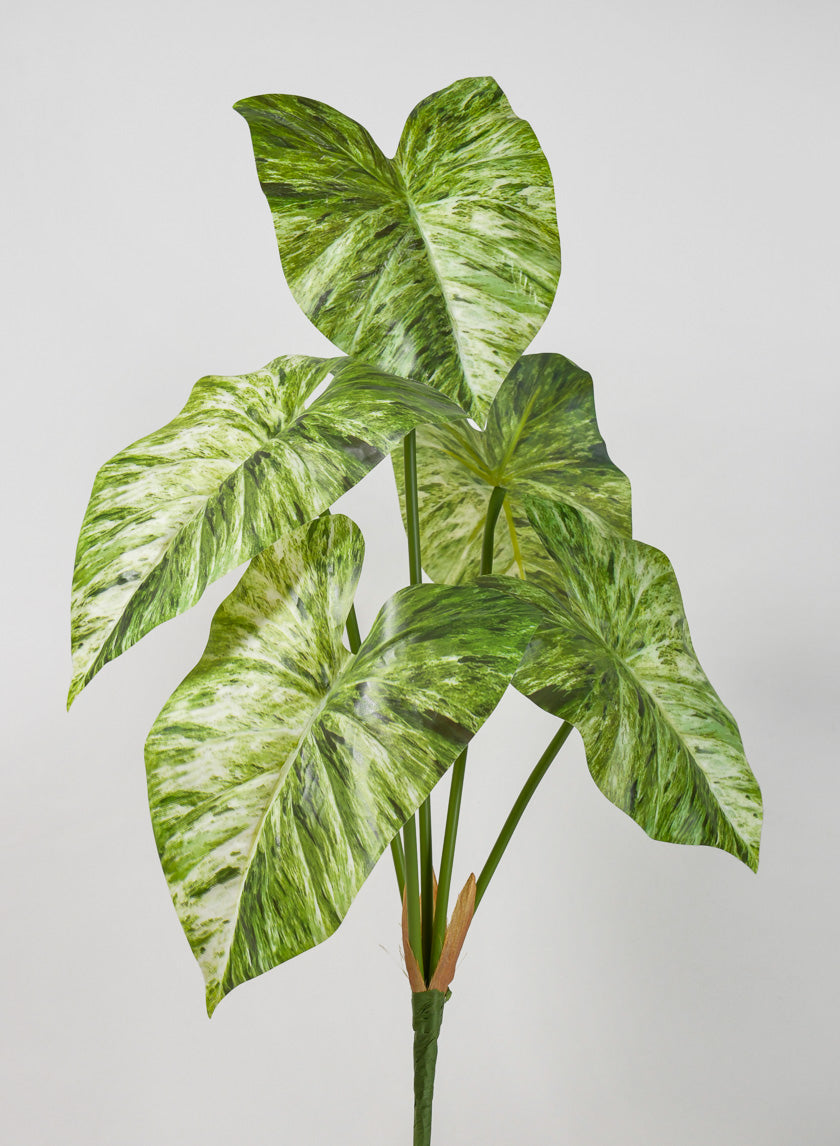 philodendron caladium 24in Long 5 Leaf Variegated Caladium Stem, Case of 12