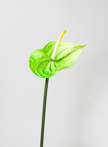 27in Long Anthurium Spray, Green, Case of 12 – Jamali Garden