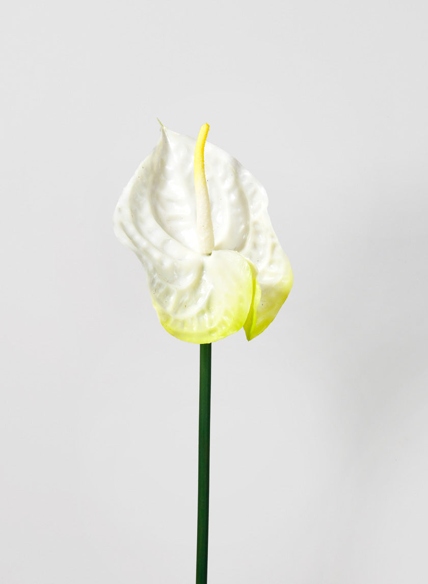 anthurium lily white 27in Long Anthurium Spray, White, Case of 12