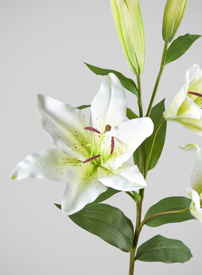 asiatic lily stem 35in Long Cream Asiatic Lily Spray, Case of 6 – Jamali Garden
