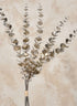 26in Long Champagne Eucalyptus Pick Decor Jamali Garden