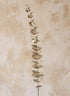 25in Long Champagne Eucalyptus Spray Decor Jamali Garden