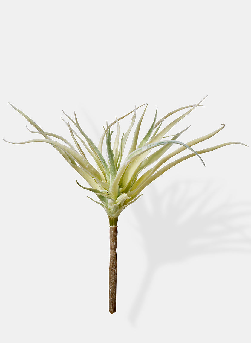 air plants amazon uk 10in Long Mini Tillandsia, Case of 12