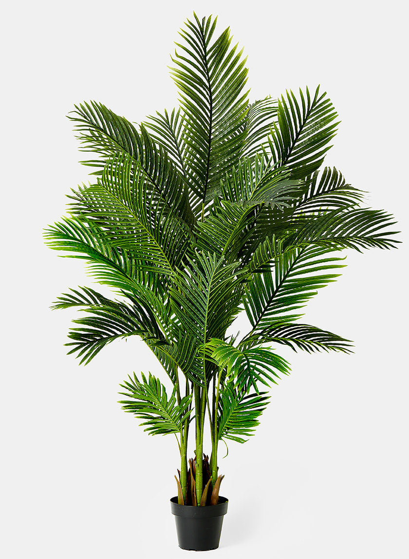 areca palm butterfly palm 67in Tall Areca Butterfly Palm