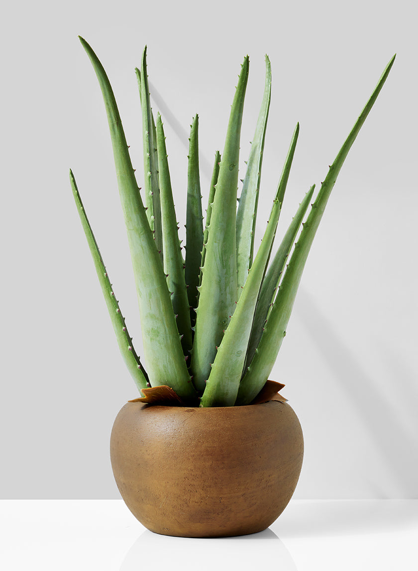 faux aloe vera plant 13.5in Tall Aloe In Brown Pot