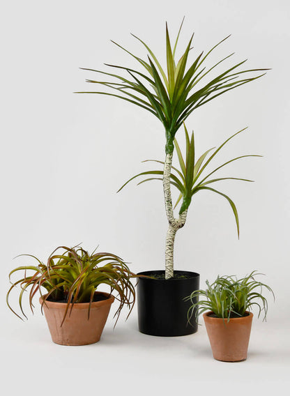indoor yucca plant for sale 28in Tall Long Yucca Tree