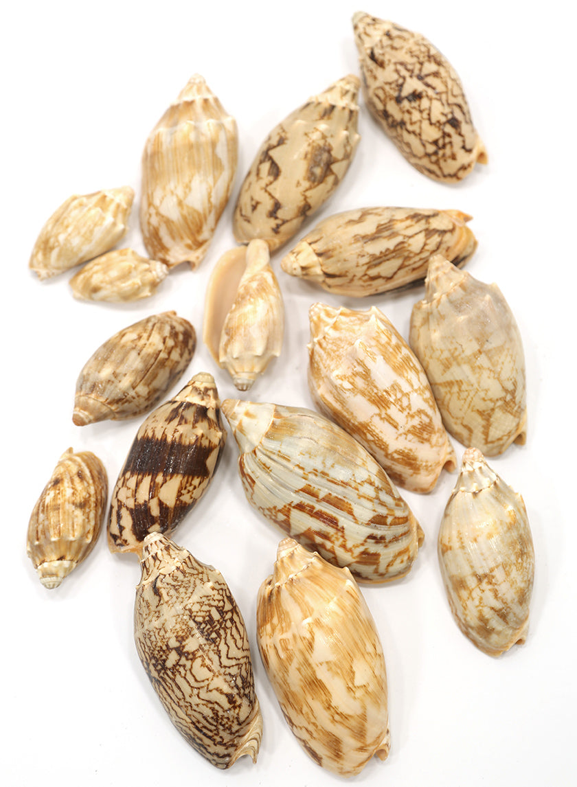 Bat Volute Shells – Jamali Garden