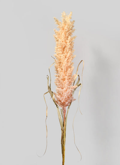 42in Long Beige Pampas Grass Reed