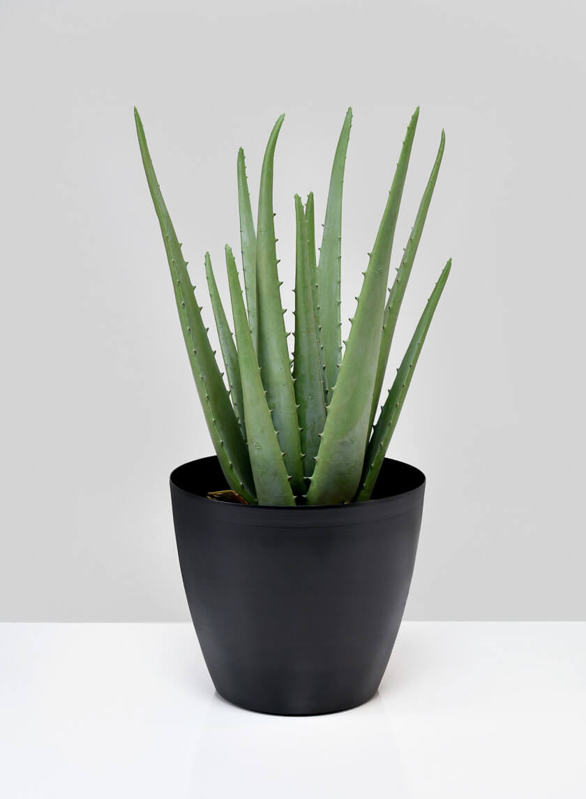 black matte plant pot 5.5in Tall Black Elegance Iron Cachepot, Set of 2 – Jamali Garden