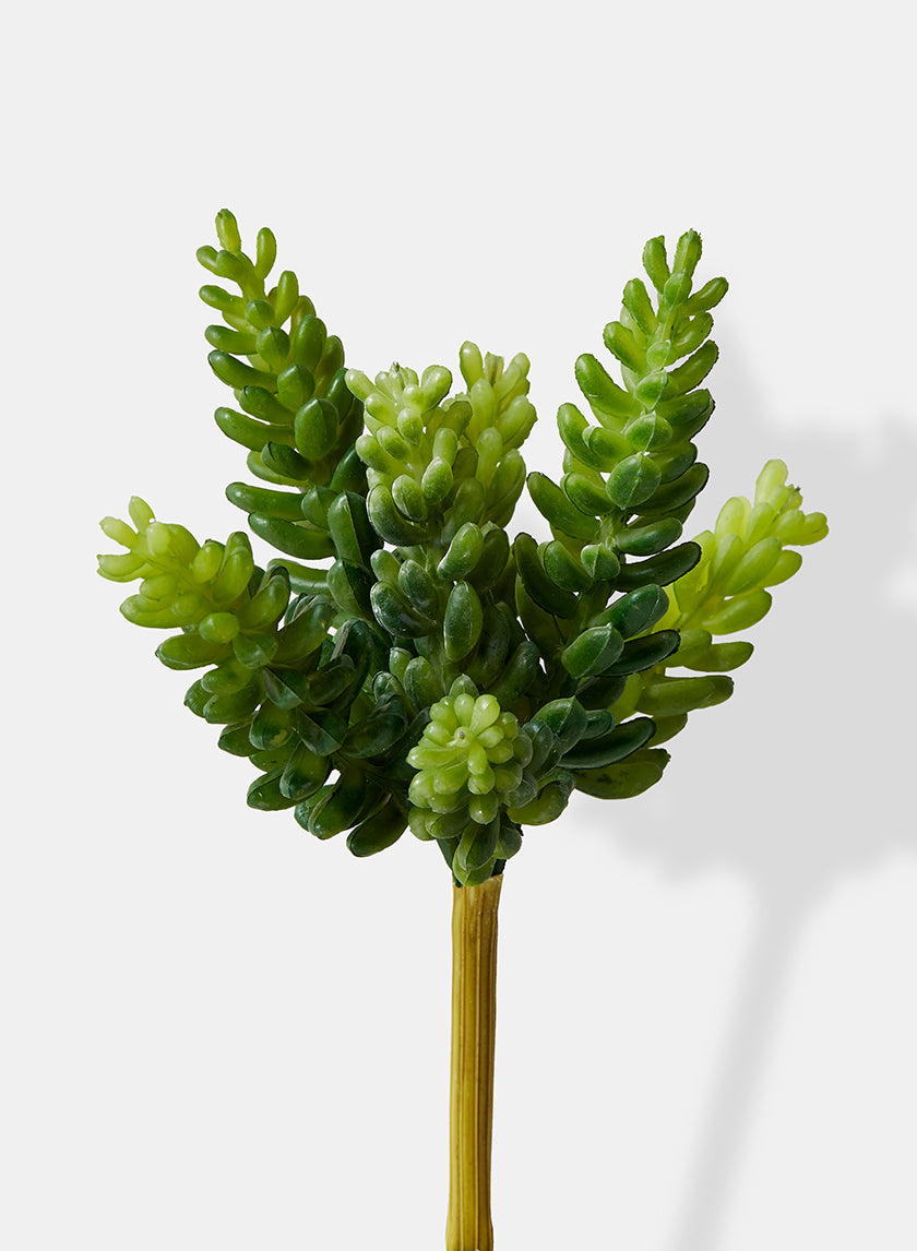 succulents like burro's tail 7in Long Burro's Tail – Jamali Garden