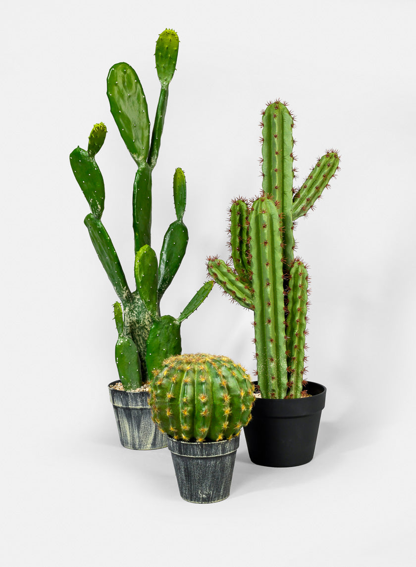 https://www.jamaligarden.com/cdn/shop/files/cactus_group36123.jpg?v=1724155149&width=1500