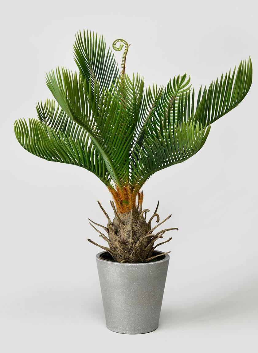cycad potting mix 17in Tall Cycad