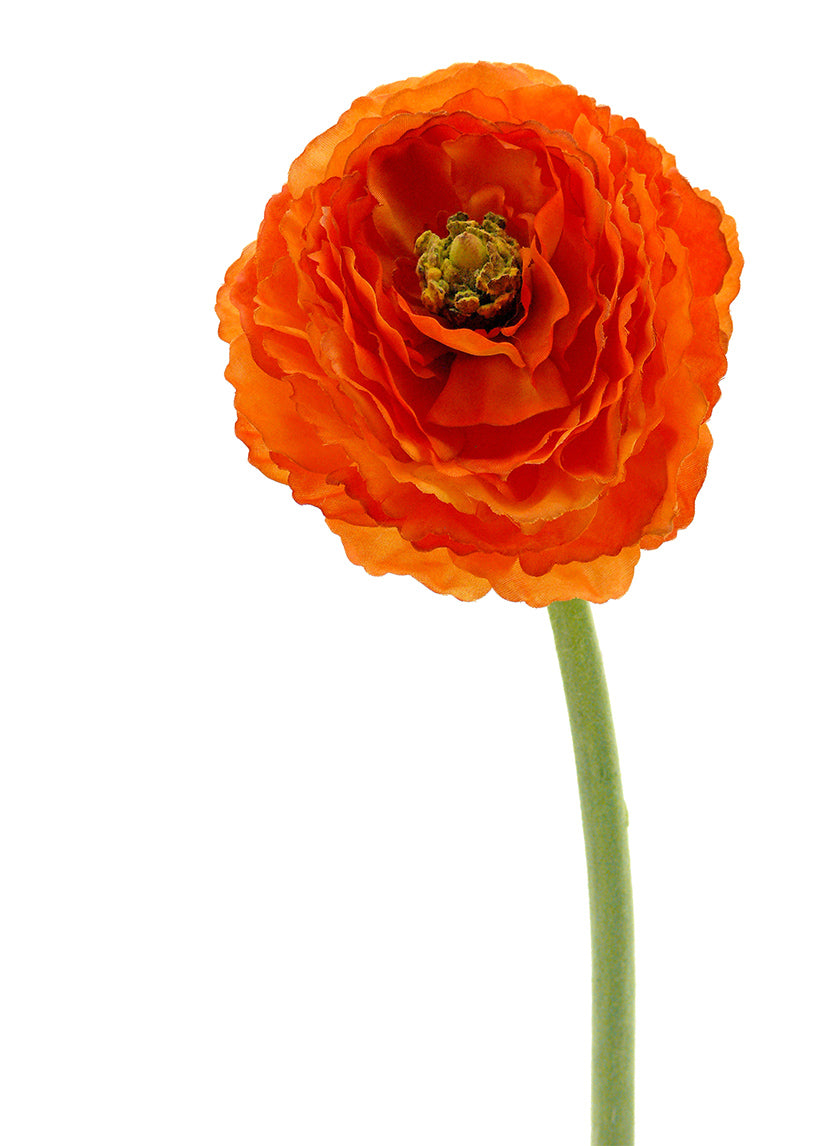 Butterfly Ranunculus Rococo Orange Orange Ranunculus Flower