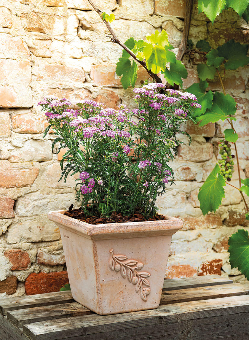 square terracotta plant pots Jamali Garden | Square Quadra Olive Pot – 7.75in Tall