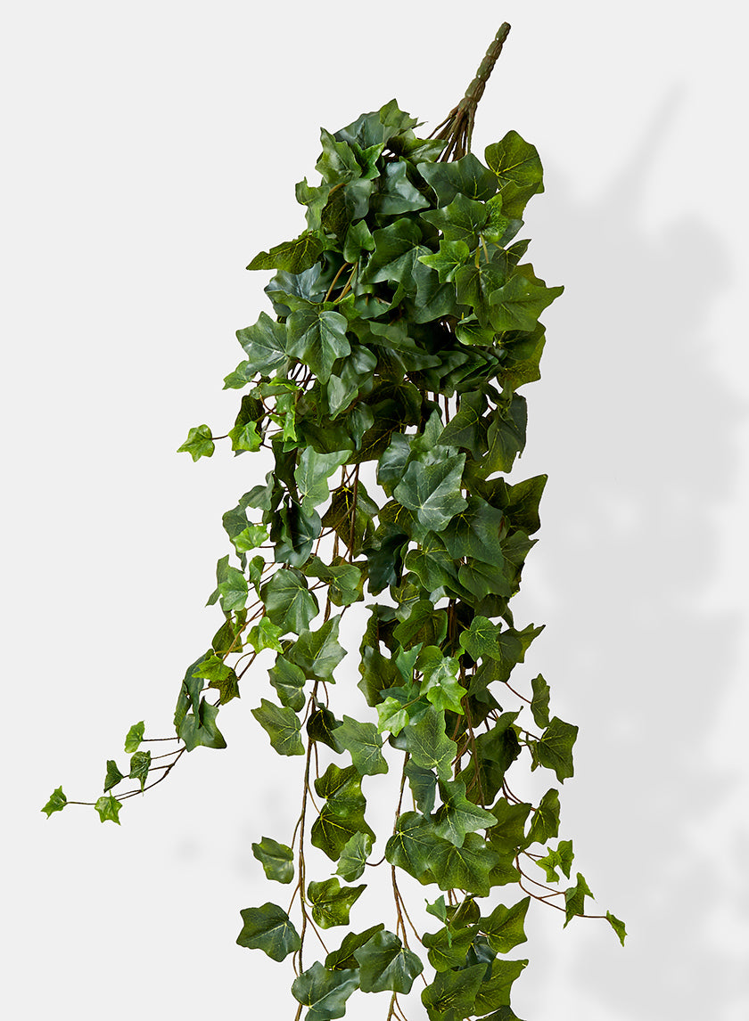 english ivy hanging plant 51in Long English Ivy Hanger, Case of 4