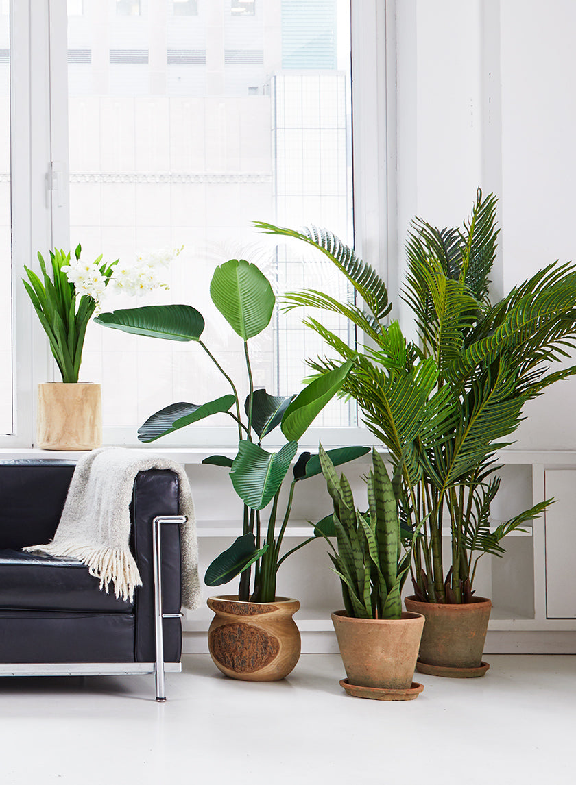 butterfly palm indoor plant 67in Tall Areca Butterfly Palm