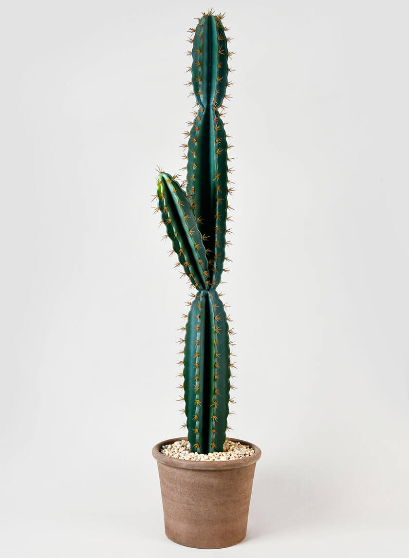 tall indoor cactus plants Faux Tall Blue Torch Cactus Plant Store Window Display Home Decor Prop – Jamali Garden